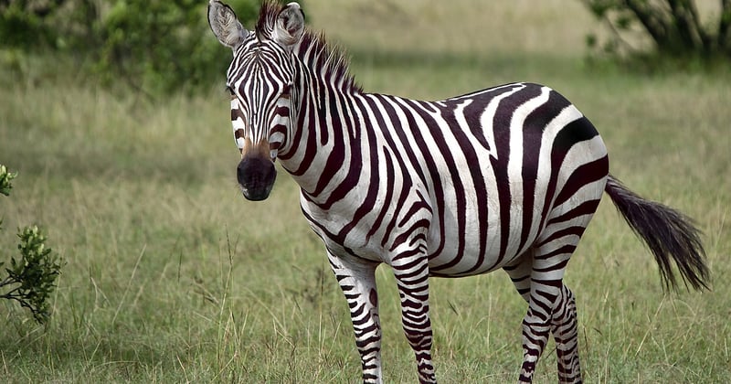 Safari en Afrique : quelle destination choisir pour observer les animaux