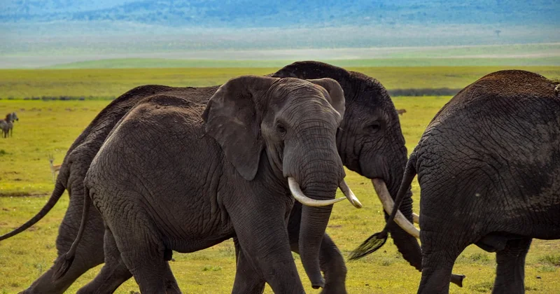 Et si vous voulez voir autre chose que les Big Five ?